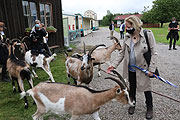 Ziegen auf der Circus Krone Farm in Weßling (©Foto: Martin Schmitz)